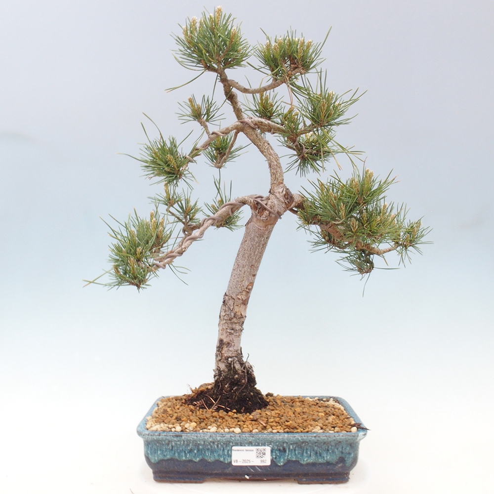 Venkovní bonsai - Pinus Sylvestris Watererri - Borovice lesní