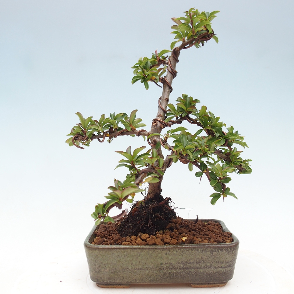 Venkovní bonsai-Pyracanta Teton -Hlohyně