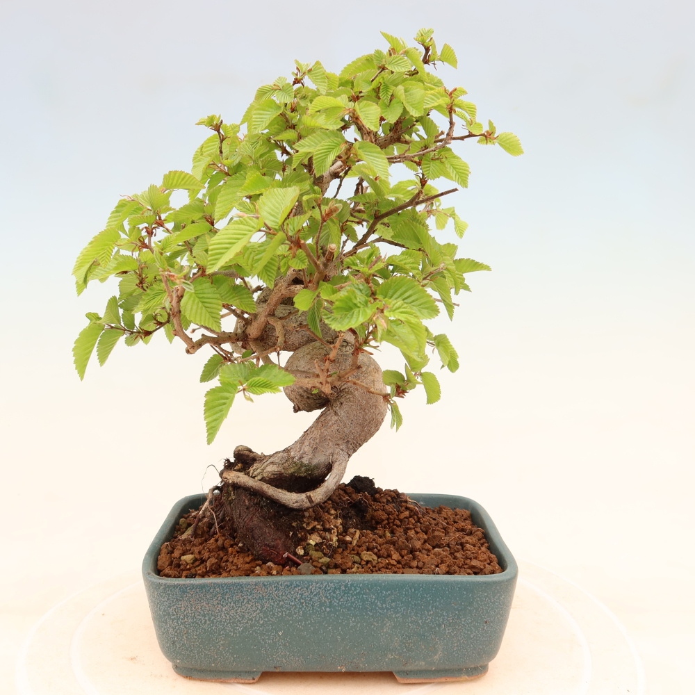 Venkovní bonsai -Carpinus coreana - Habr korejský
