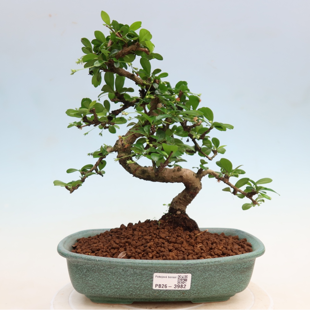 Pokojová bonsai - Carmona macrophylla - Čaj fuki
