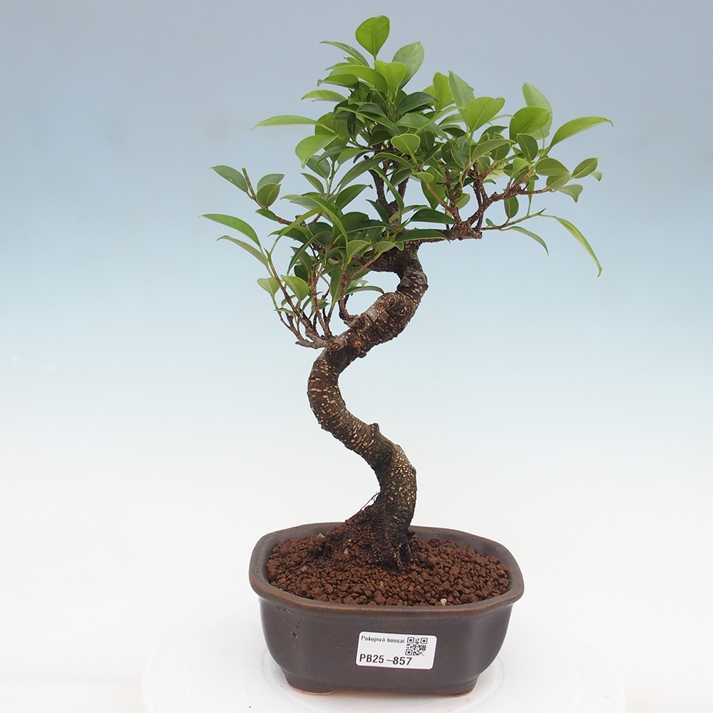 Pokojová bonsai - Ficus retusa -  malolistý fíkus