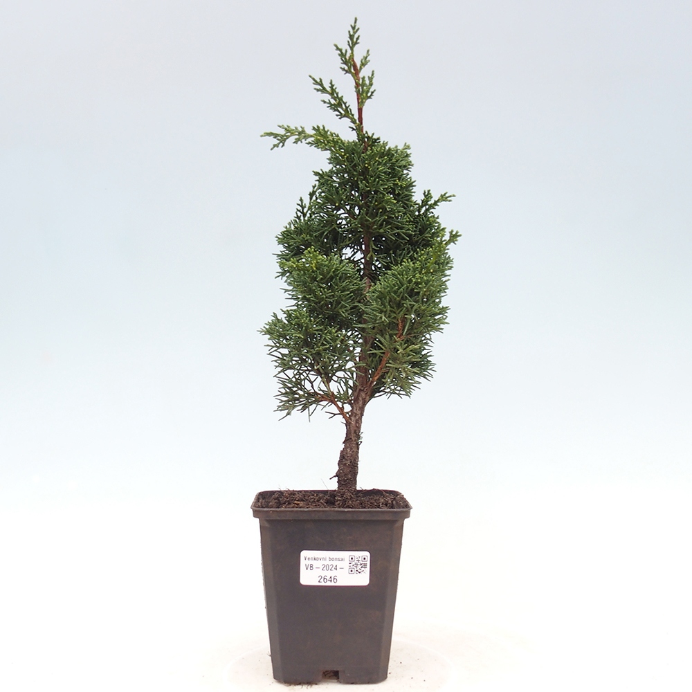 Venkovní bonsai - Juniperus chinensis Kishu -Jalovec čínský