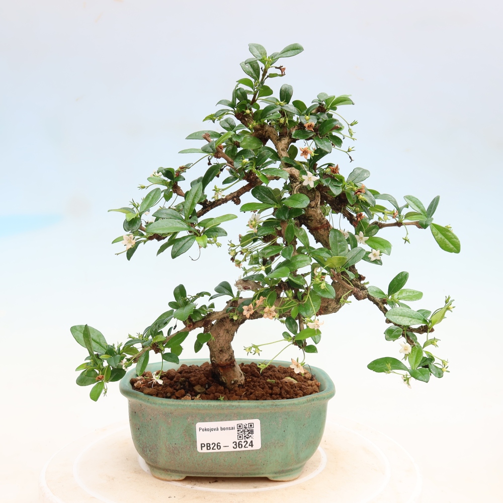 Pokojová bonsai - Carmona macrophylla - Čaj fuki