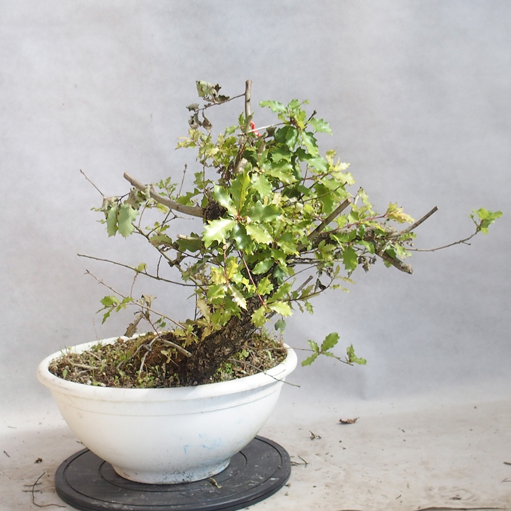 Venkovní bonsai Quercus Cerris - Dub Cer