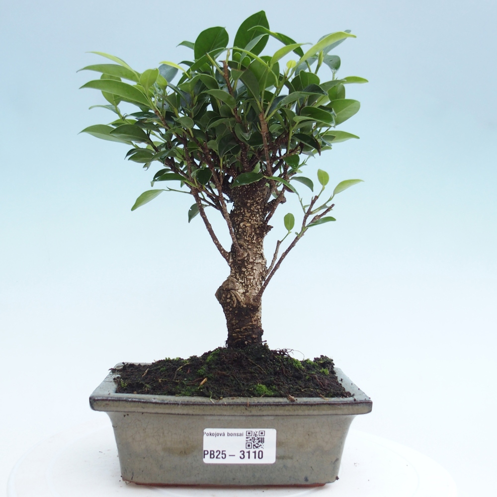 Pokojová bonsai - Ficus retusa -  malolistý fíkus