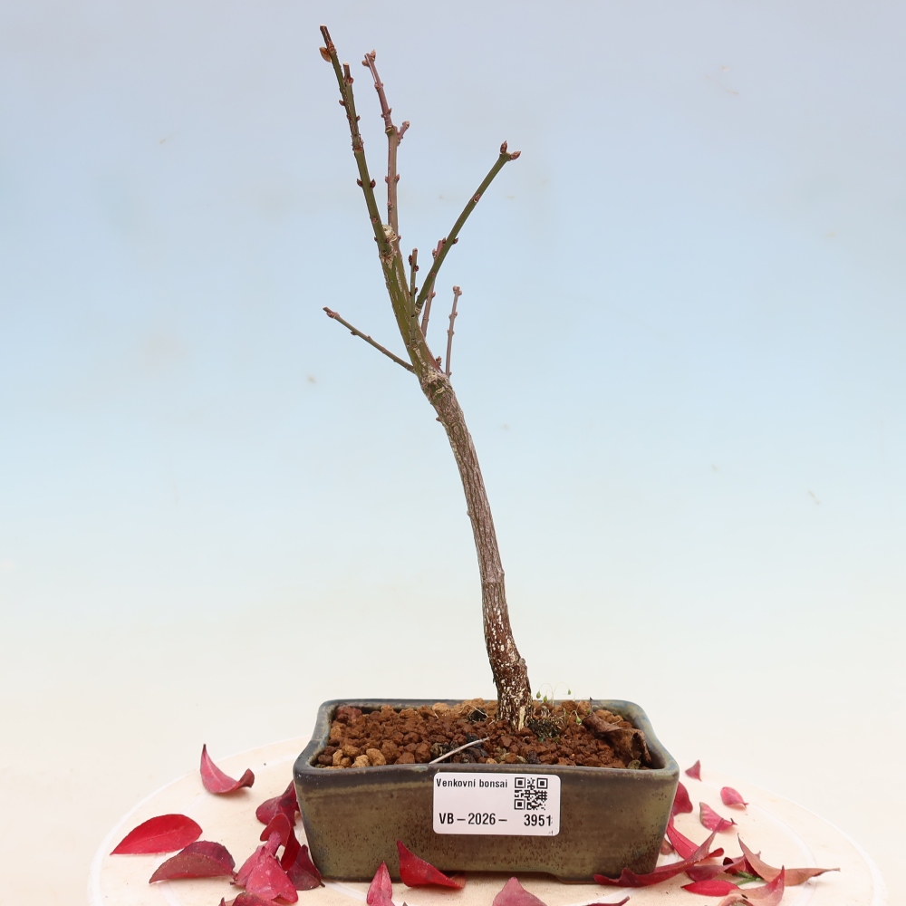 Venkovní bonsai -  Euonymus alatus comactus  - brslen křídlatý