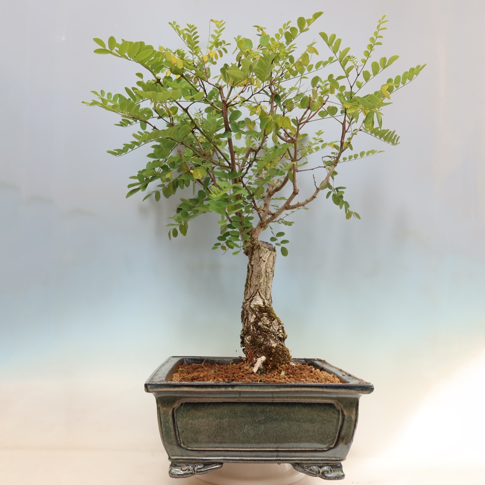 Venkovní bonsai - Trnovník  Akát - Robinia pseudoacacia