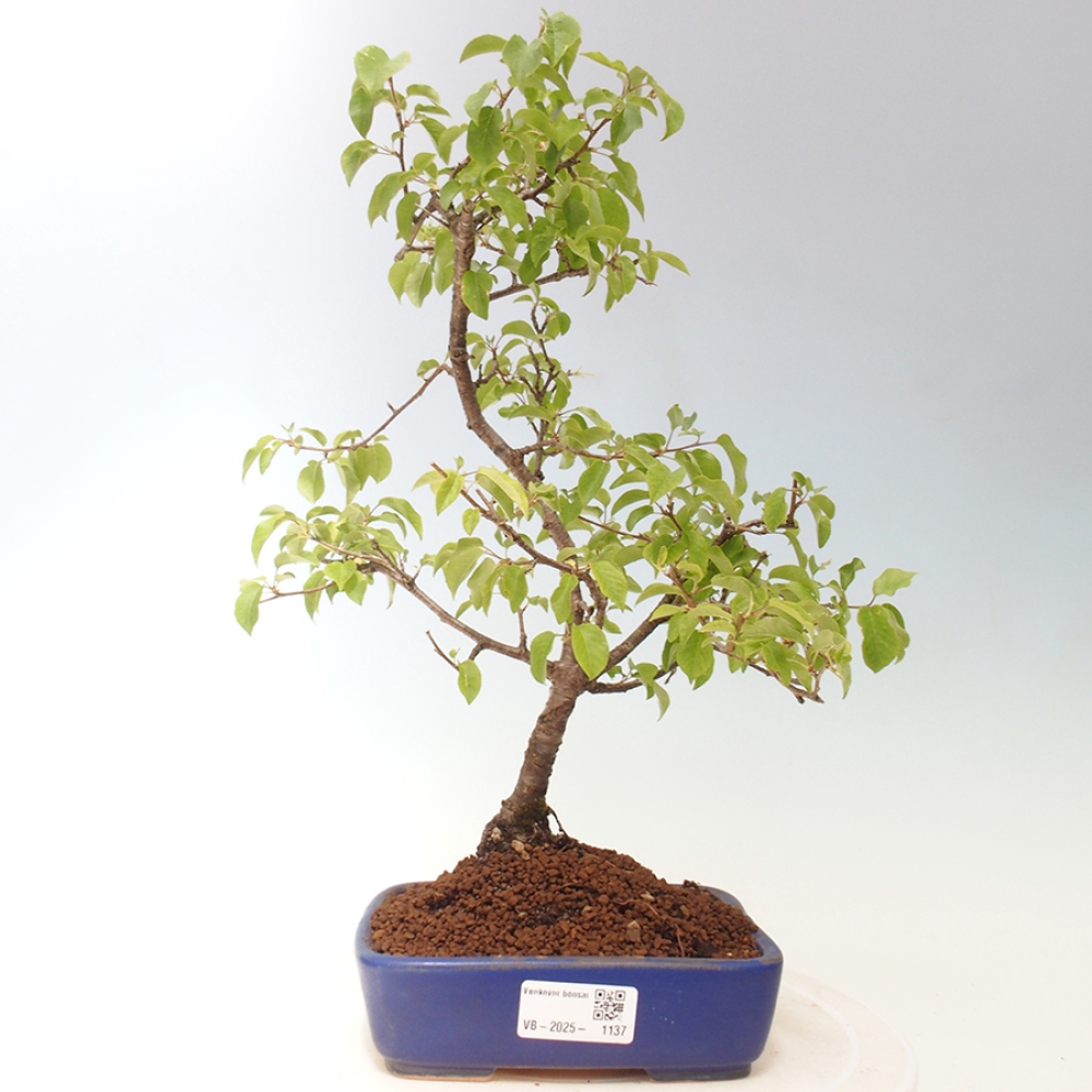Venkovní bonsai - Prunus spinosa - trnka