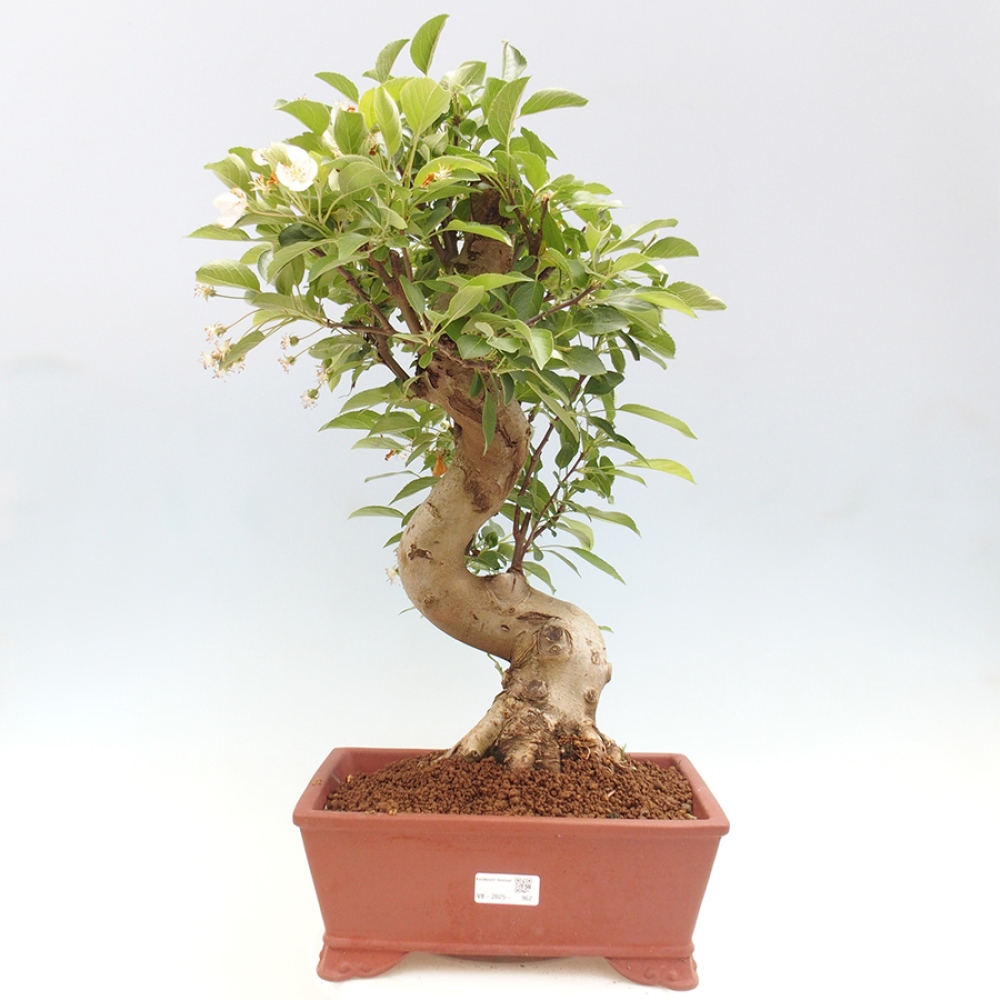 Venkovní bonsai -Malus halliana - Maloplodá jabloň