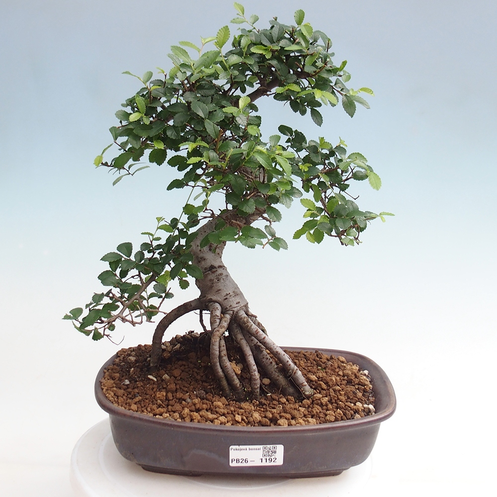 Pokojová bonsai - Ulmus parvifolia - Malolistý jilm