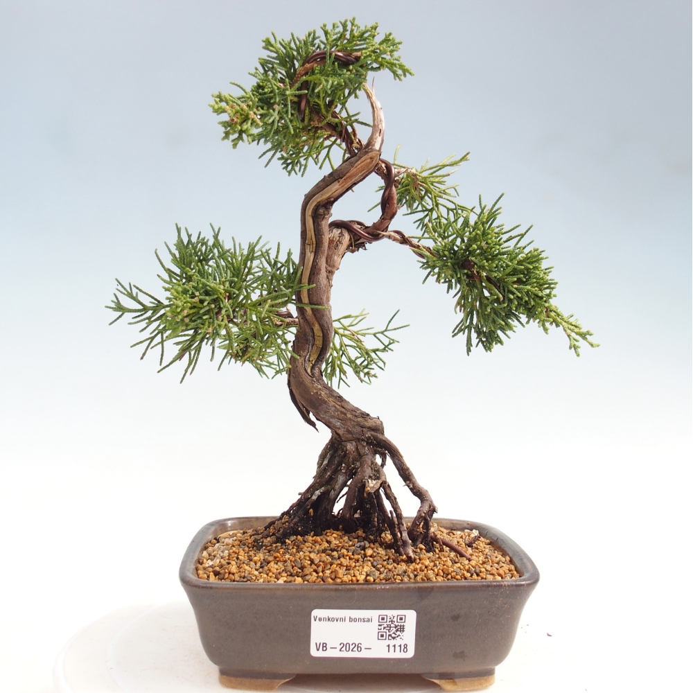 Venkovní bonsai - Juniperus chinensis Kishu -Jalovec čínský