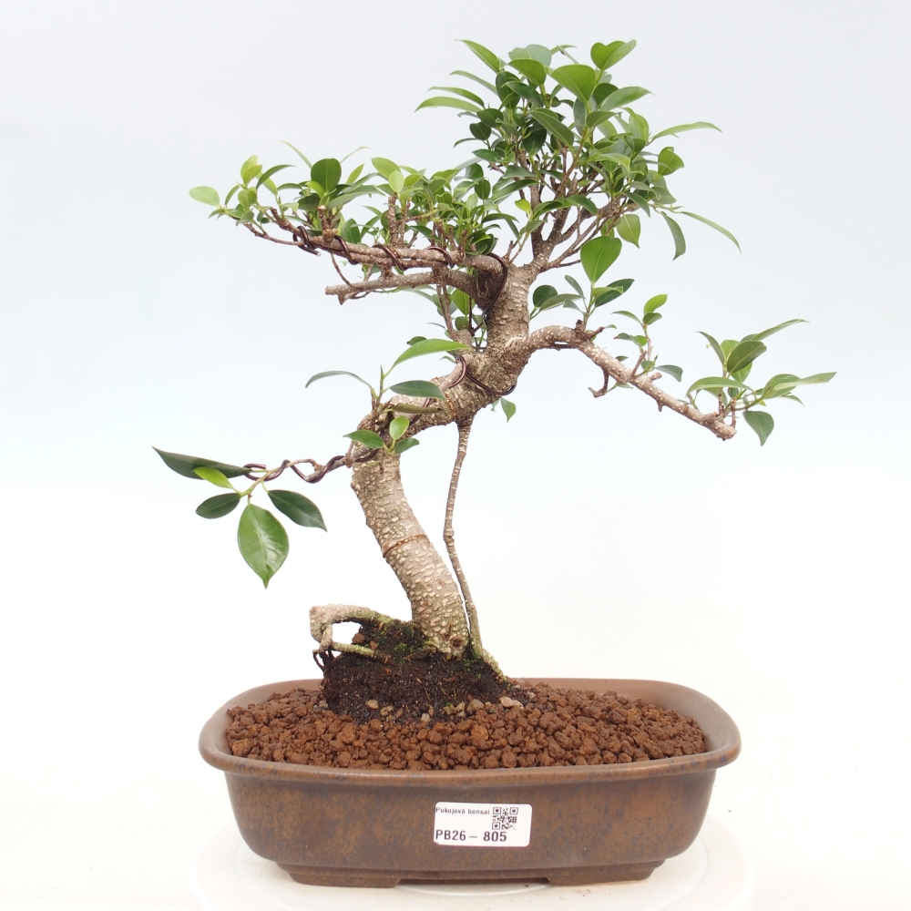Pokojová bonsai - Ficus kimmen -  malolistý fíkus