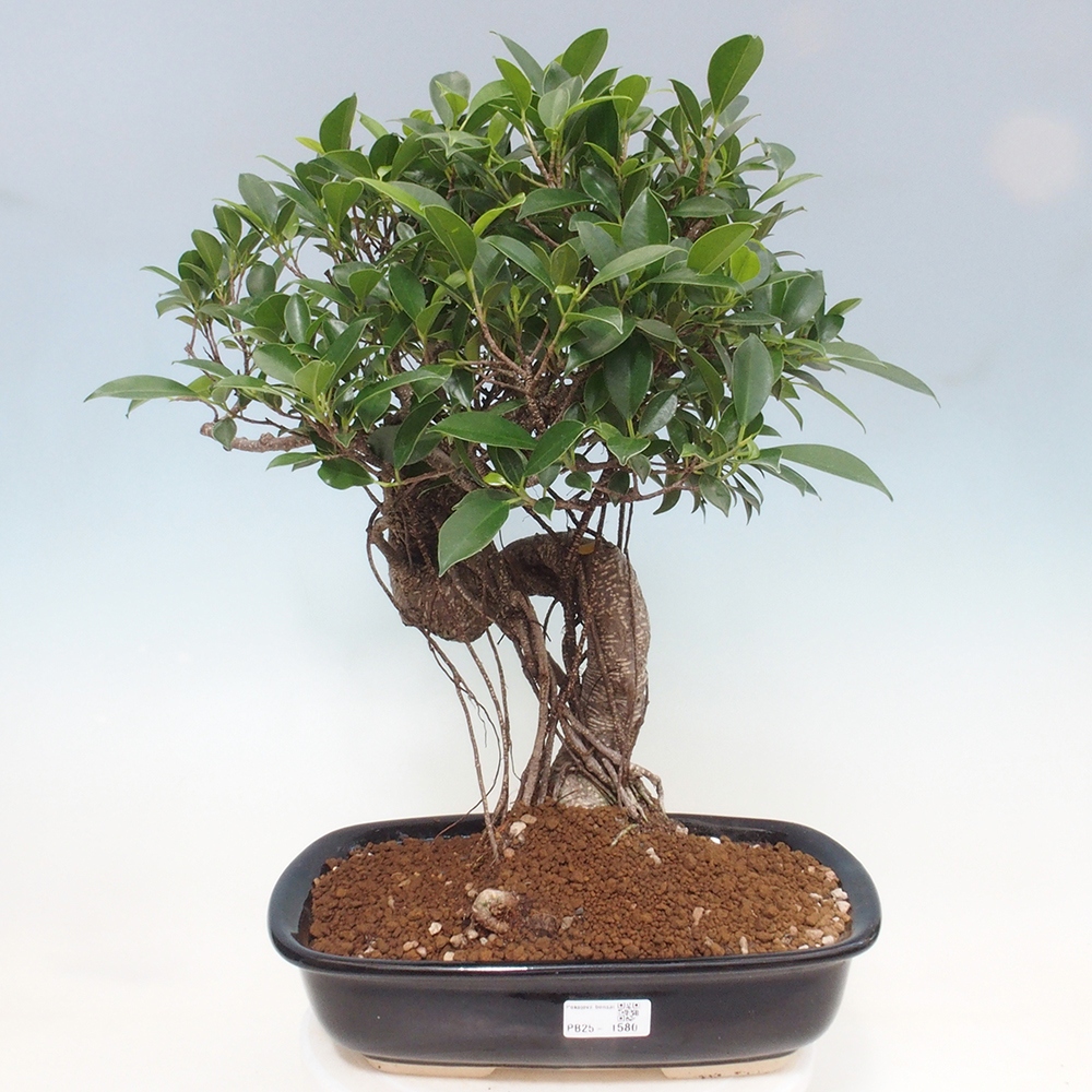 Pokojová bonsai - Ficus kimmen -  malolistý fíkus