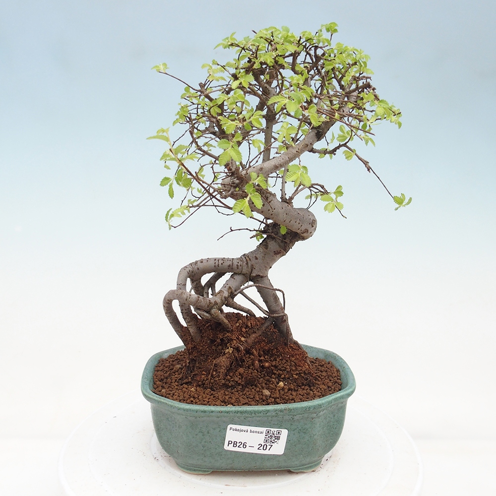 Pokojová bonsai - Ulmus parvifolia - Malolistý jilm