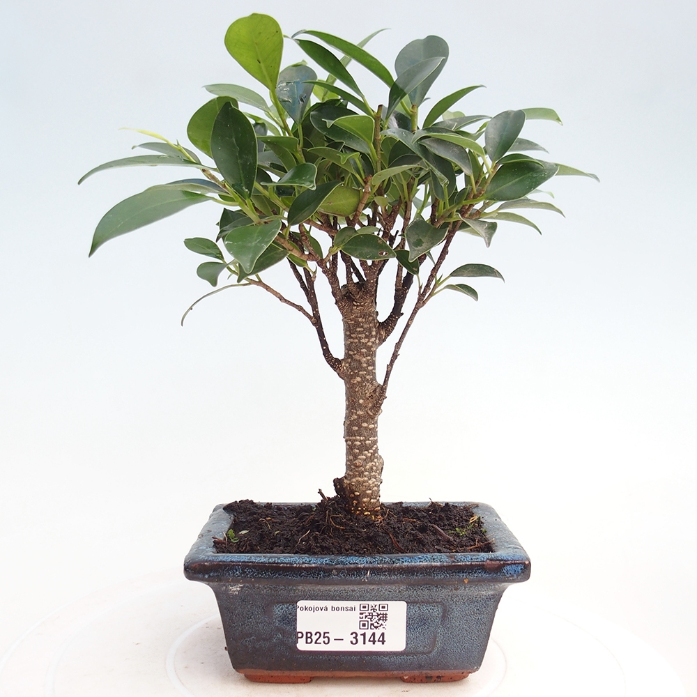 Pokojová bonsai Ficus retusa kimmen