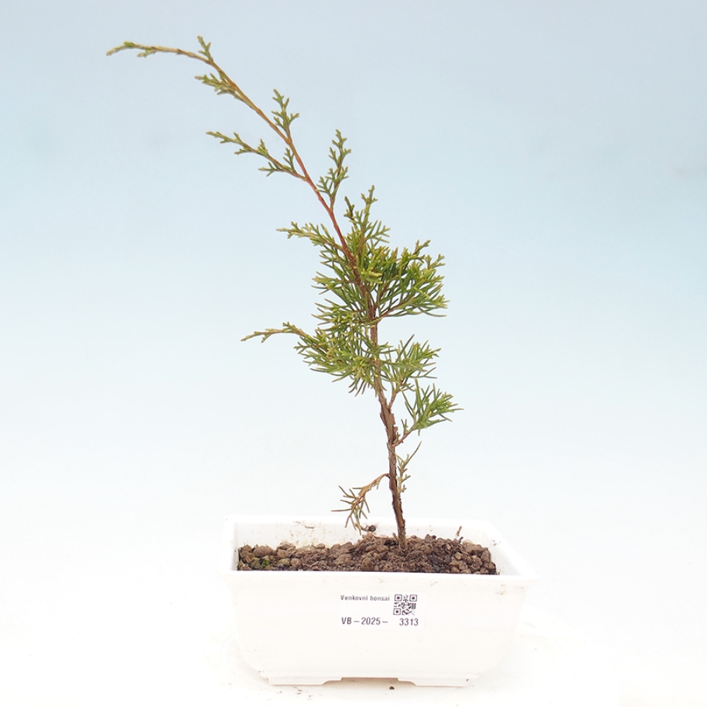 Venkovní bonsai - Juniperus chinensis Itoigawa -Jalovec čínský