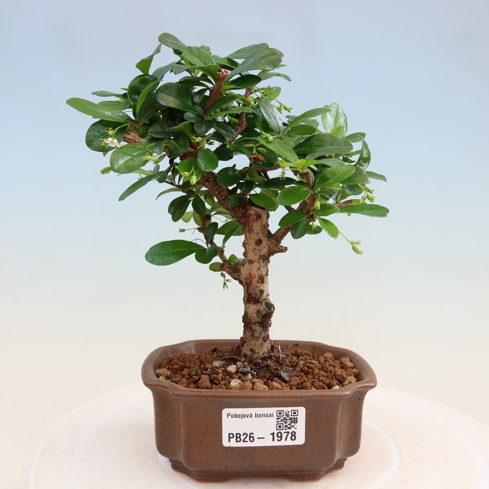 Pokojová bonsai - Carmona macrophylla - Čaj fuki