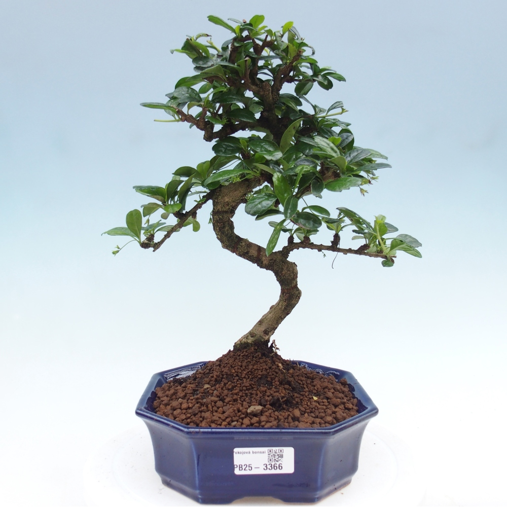 Pokojová bonsai - Carmona macrophylla - Čaj fuki