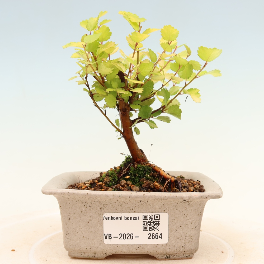 Venkovní bonsai - bříza trpasličí - Betula NANA Golden Treasure