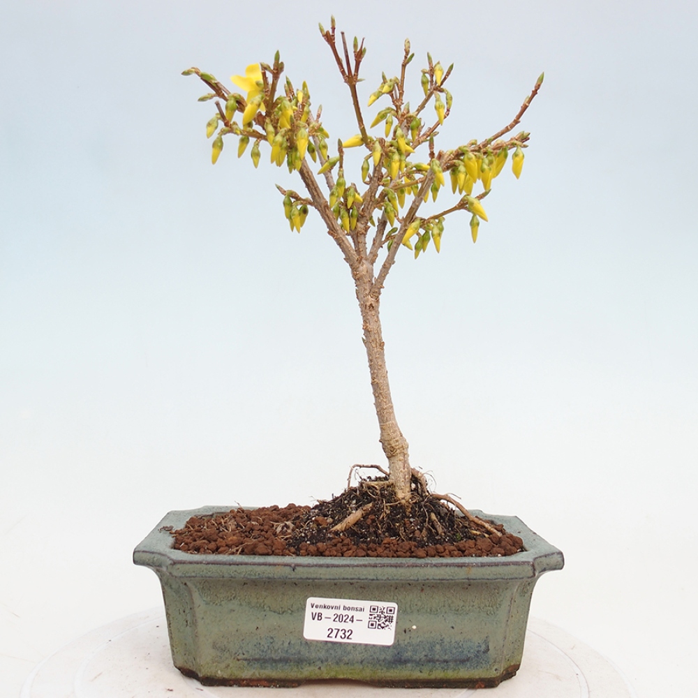 Venkovní bonsai - Zlatice - Forsythia intermedia 