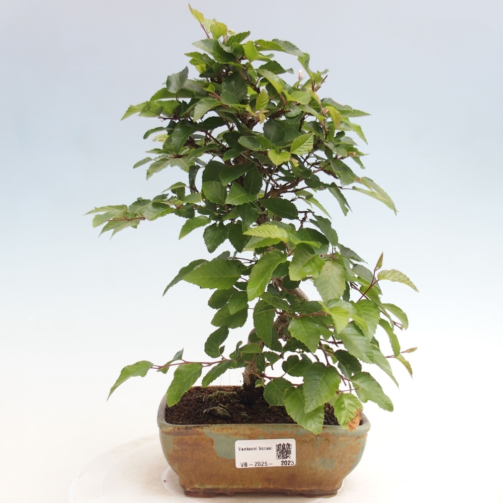 Venkovní bonsai -Carpinus CARPINOIDES - Habr korejský