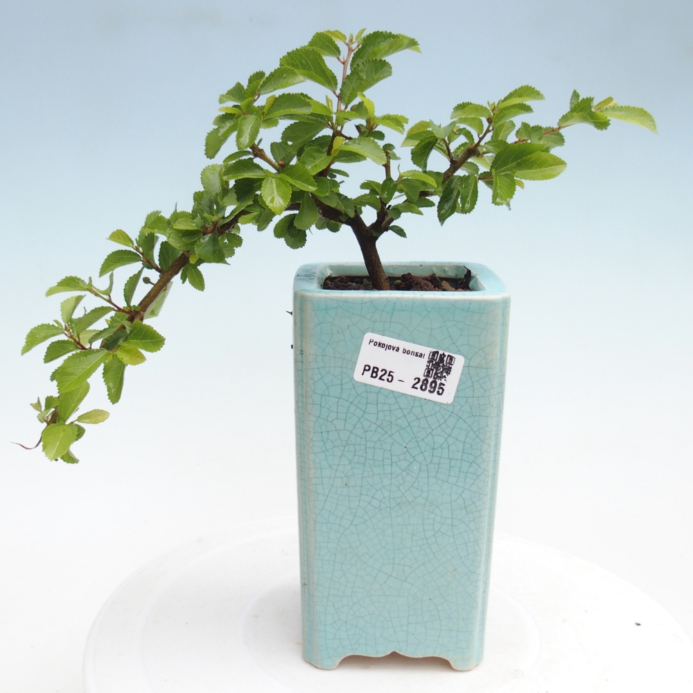 Pokojová bonsai - Grewia occidentalis - Hvězdice levandulová
