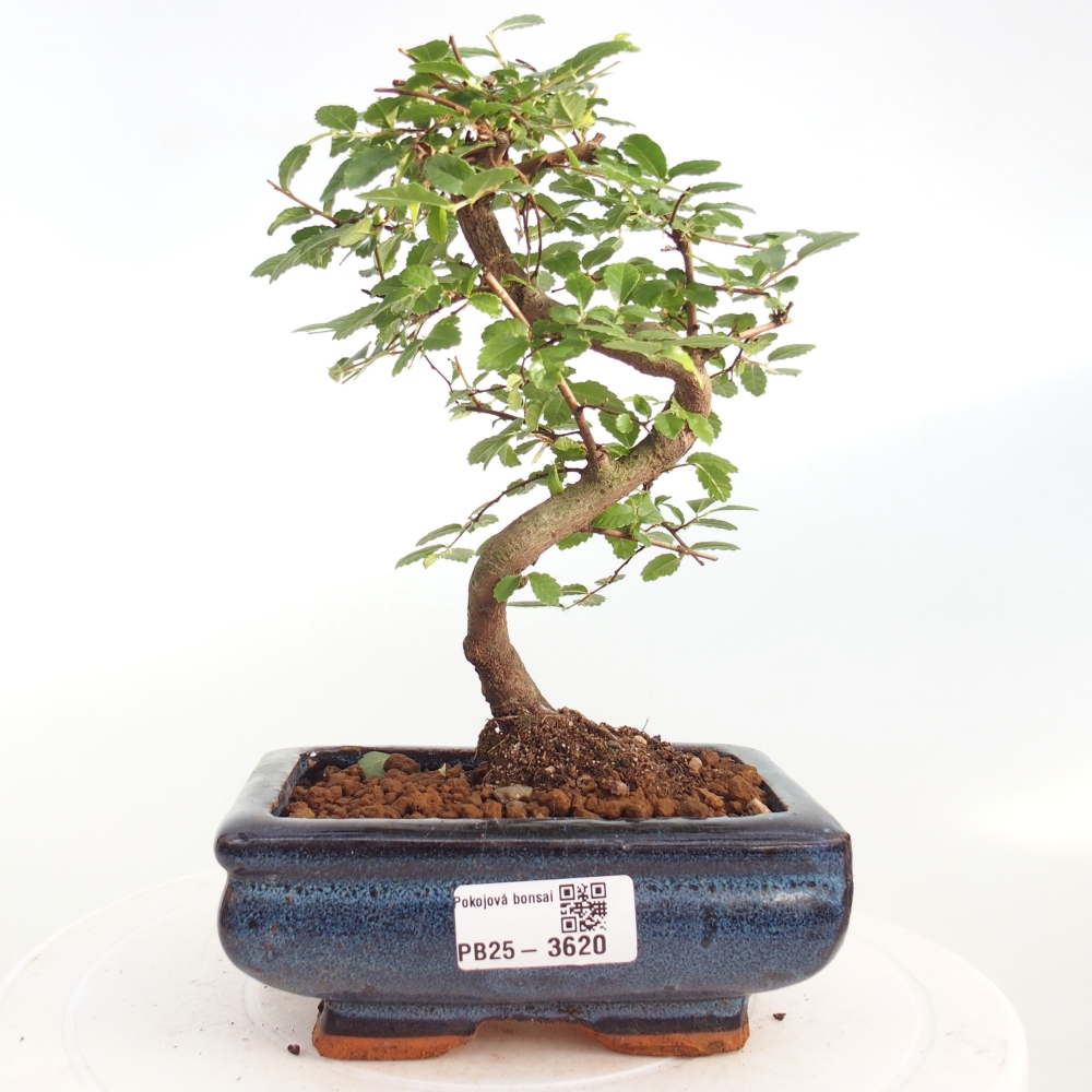 Pokojová bonsai - Ulmus parvifolia - Malolistý jilm