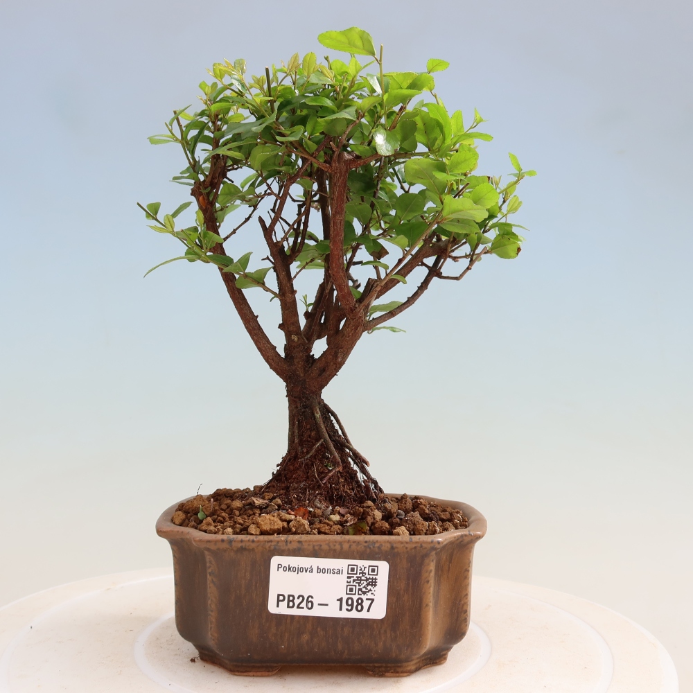 Pokojová bonsai - Sagerécie thea - Sagerécie thea
