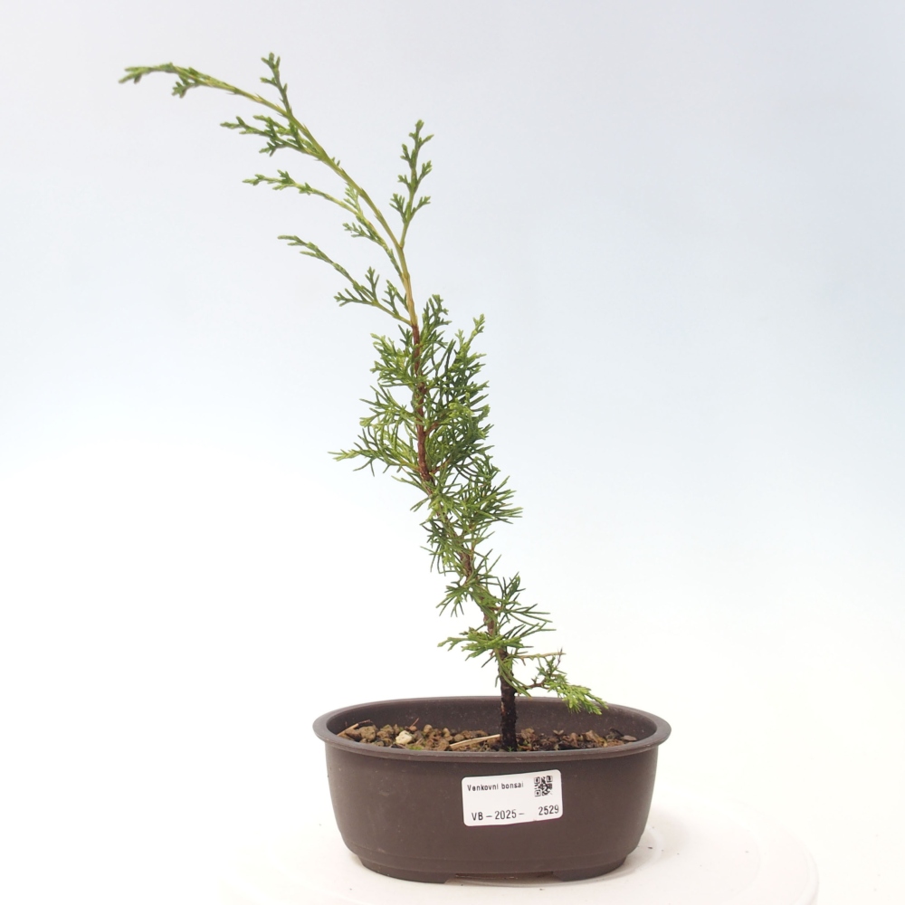Venkovní bonsai - Juniperus chinensis Itoigawa -Jalovec čínský
