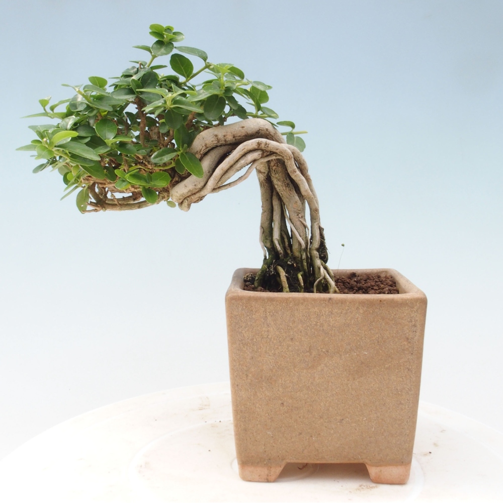 Pokojová bonsai - Premna serratifolia  - Kozlovoň malolistá