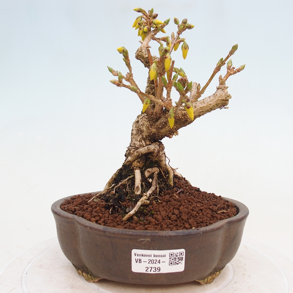 Venkovní bonsai - Zlatice - Forsythia intermedia 