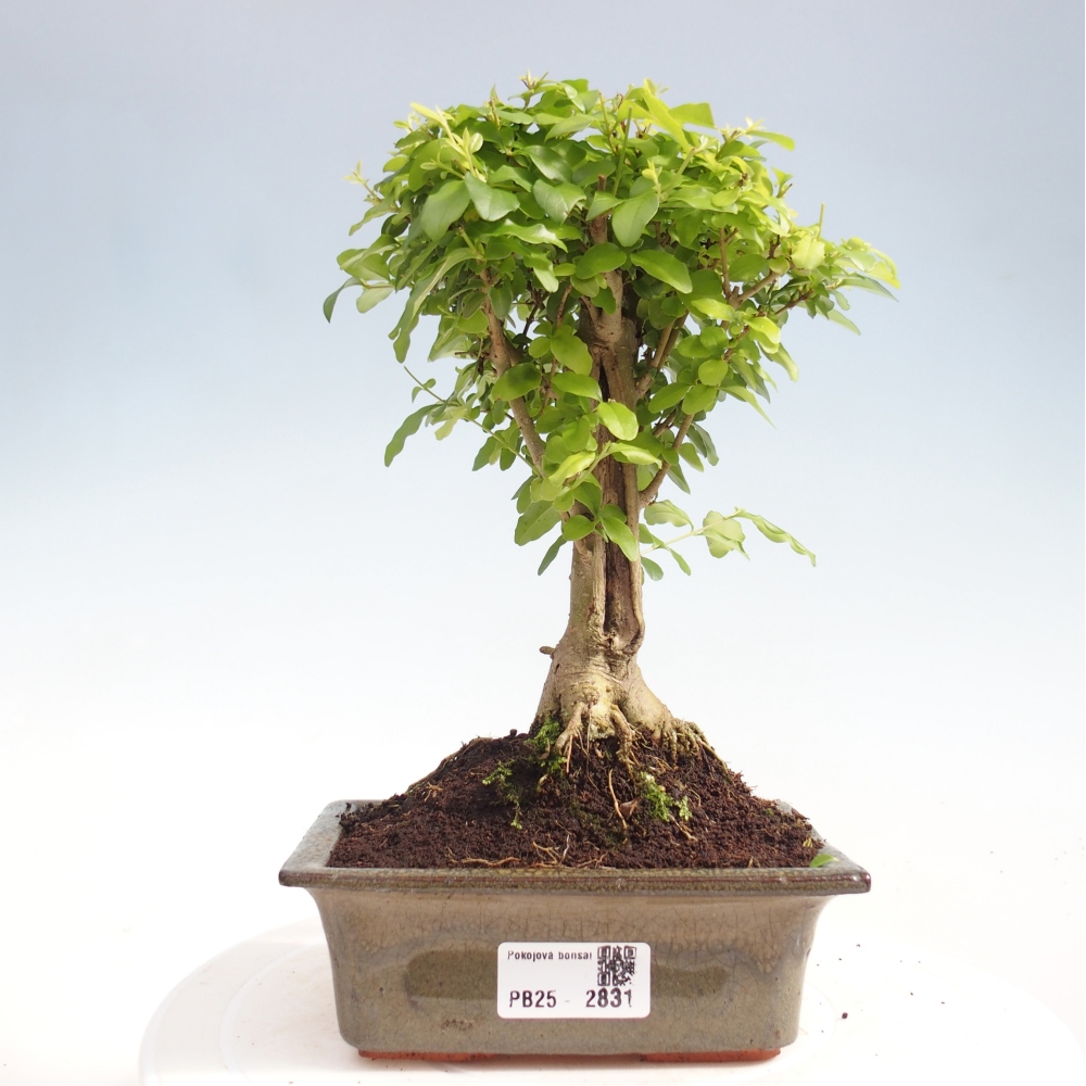Pokojová bonsai -Ligustrum chinensis - Ptačí zob