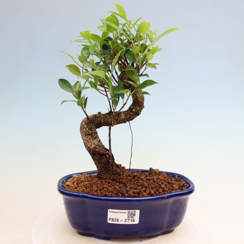 Pokojová bonsai - Ficus kimmen -  malolistý fíkus