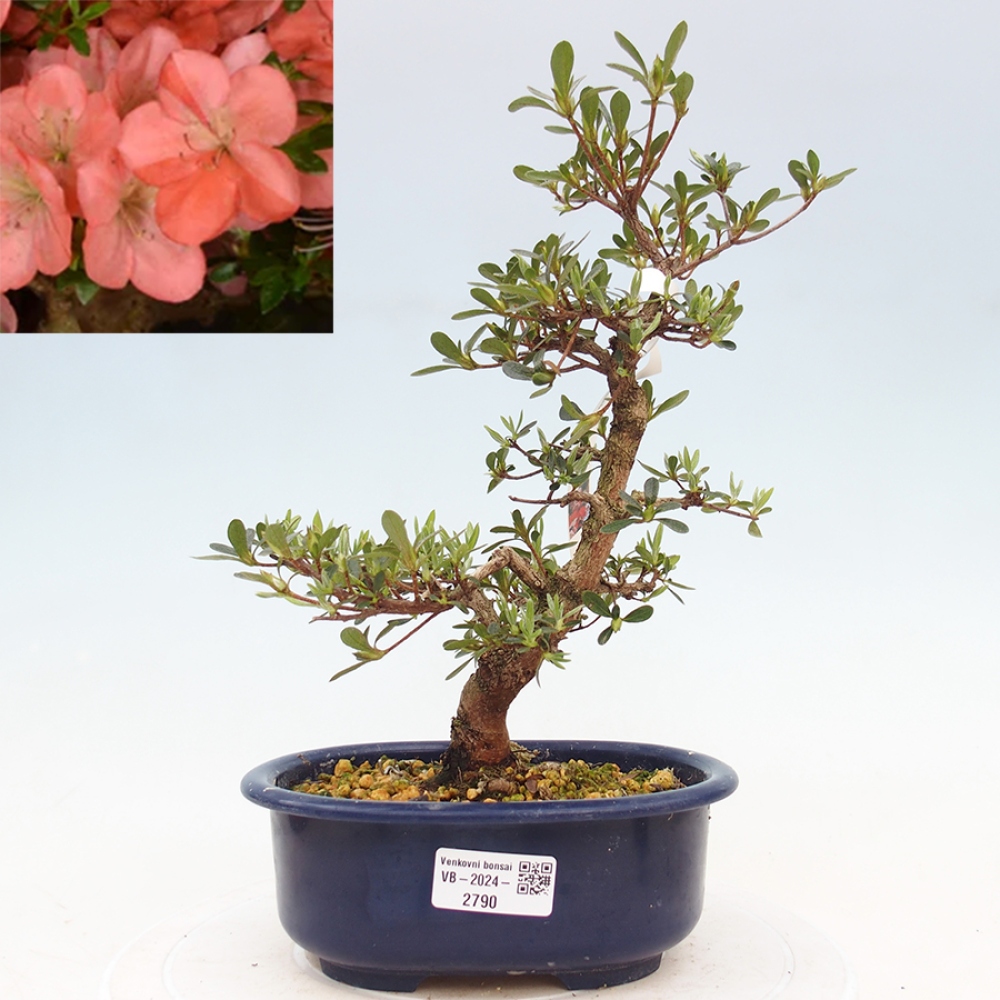 Venkovní bonsai - Japonská azalka - Azalea Asazakura