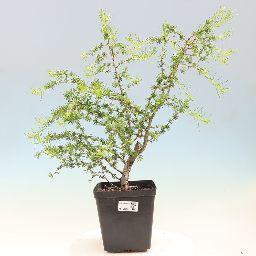 Venkovní bonsai -Larix decidua - Modřín opadavý 