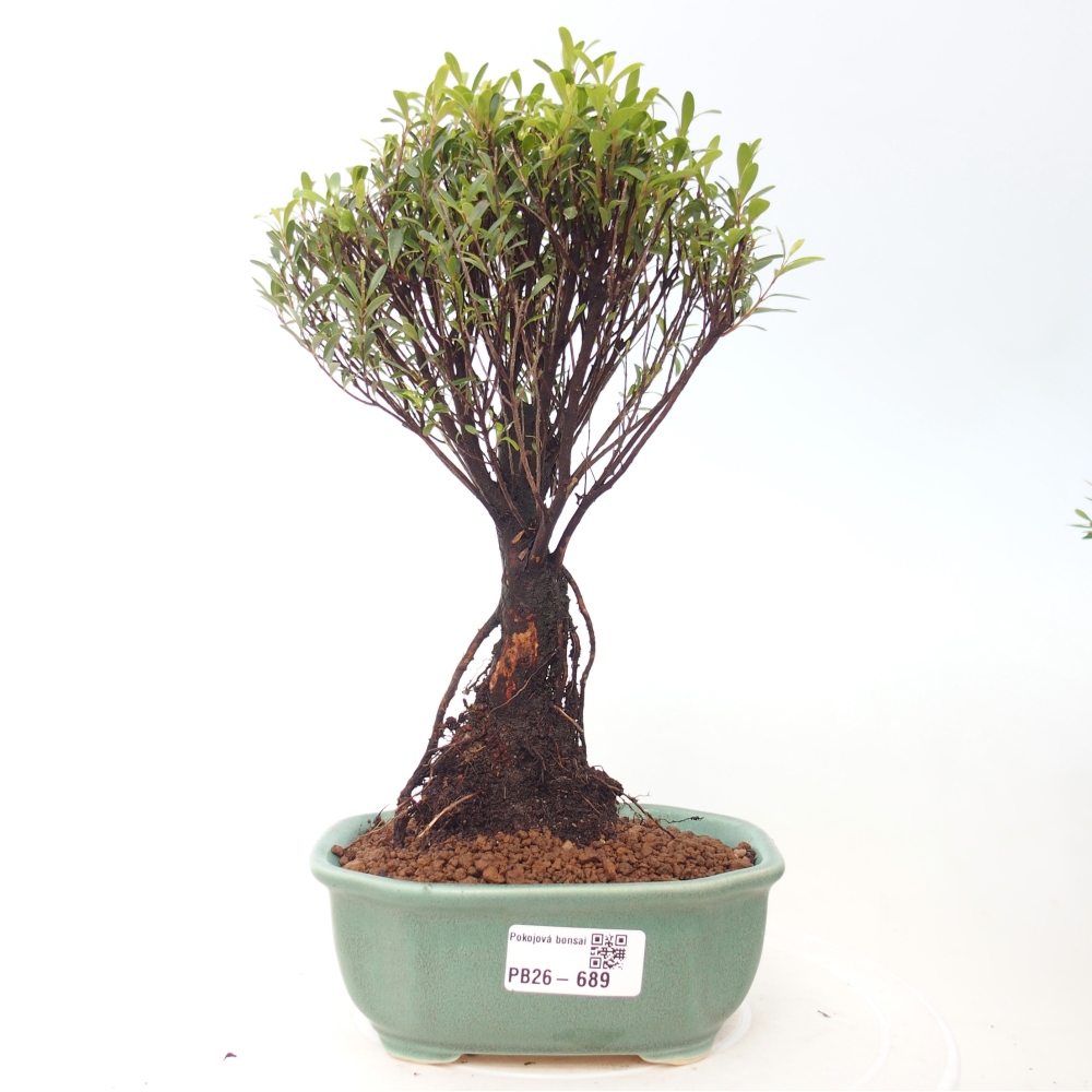 Pokojová bonsai - Syzygium - Pimentovník