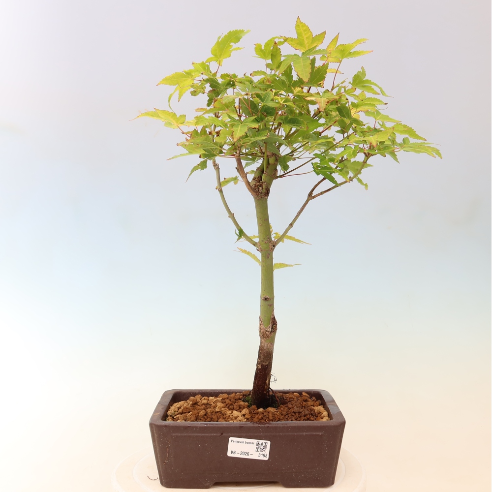 Acer palmatum Aureum - Javor dlanitolistý zlatý