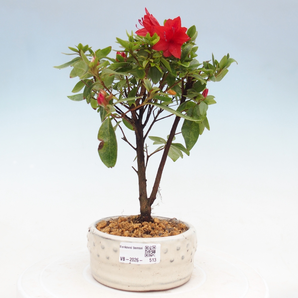 Venkovní bonsai - Japonská azalka - Azalea sp.