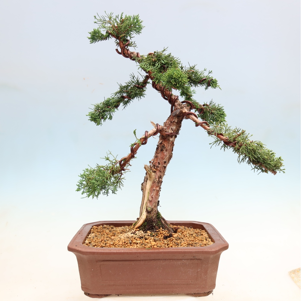 Venkovní bonsai - Juniperus chinensis Kishu -Jalovec čínský