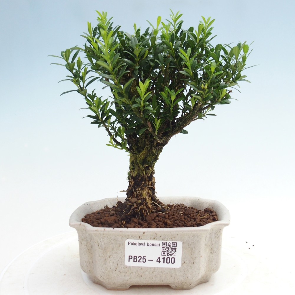 Pokojová bonsai - Buxus harlandii -korkový buxus