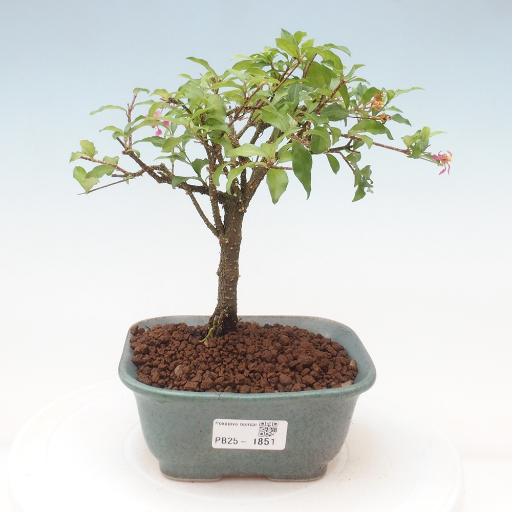 Pokojová bonsai - Malpighia coccigera- Barbdorská třešeň