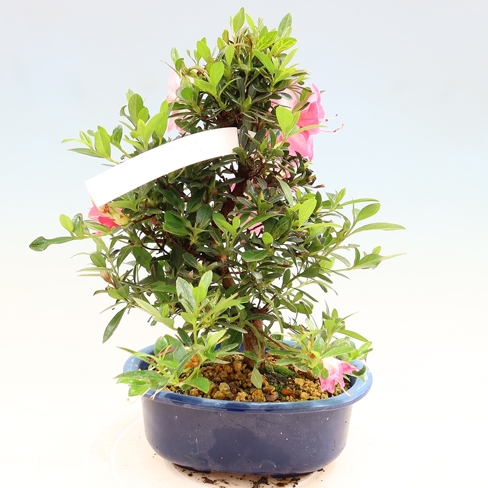Venkovní bonsai - Japonská azalka - Azalea Santoka