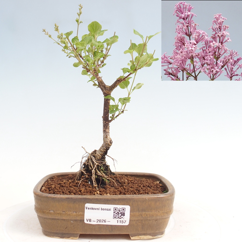 Venkovní bonsai - Syringa Meyeri Palibin - Šeřík Meyerův