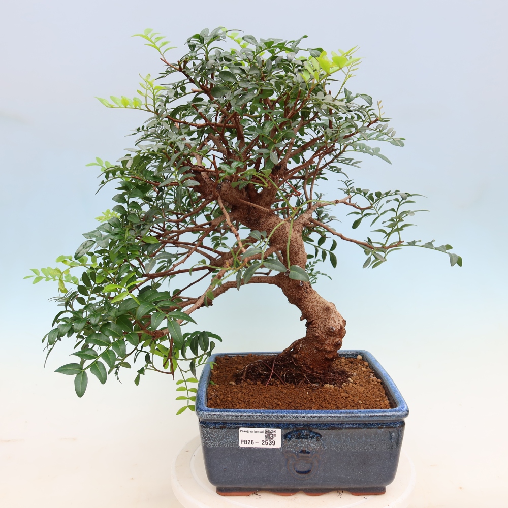 Pokojová bonsai - Pistacia Lentiscus - Pistácie