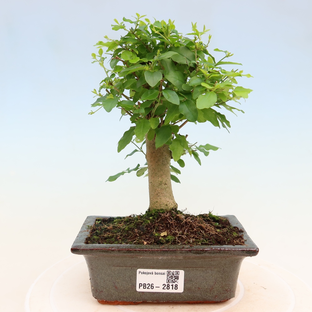 Pokojová bonsai -Ligustrum chinensis - Ptačí zob