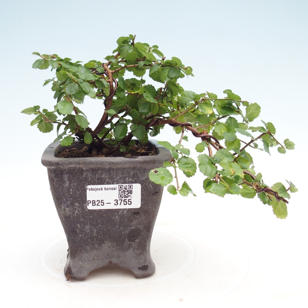 Pokojová bonsai - Grewia sp. - Grewie malolistá