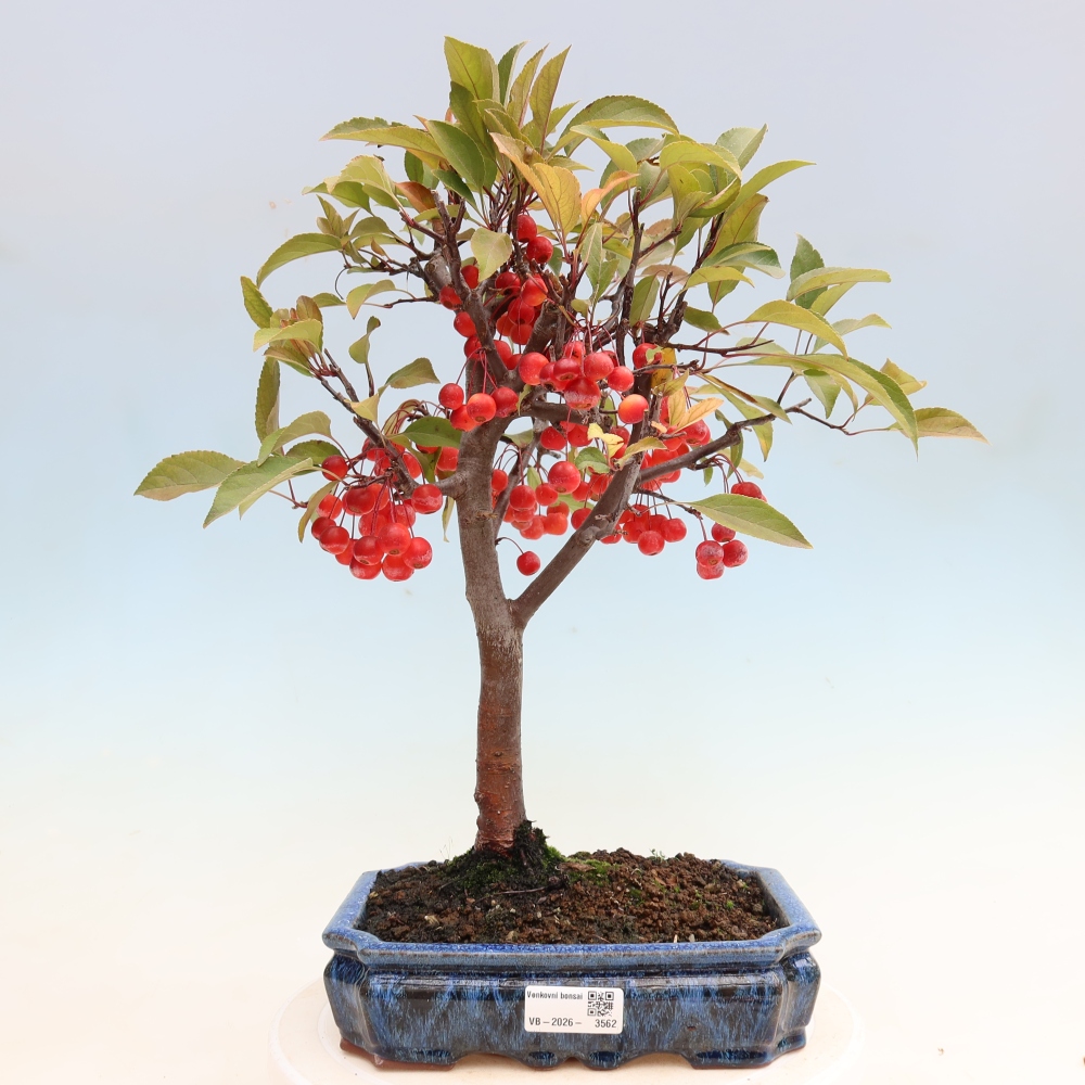 Venkovní bonsai -Malus domestica - Maloplodá jabloň červenolistá