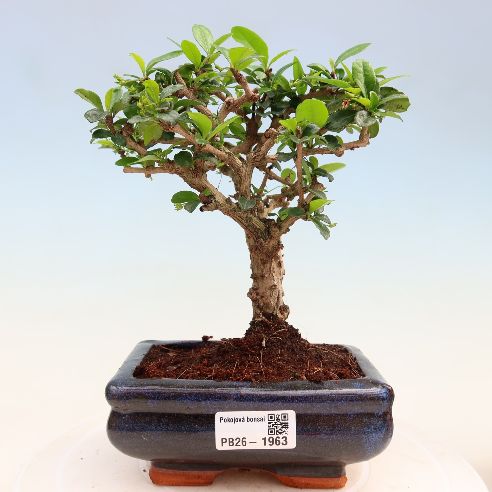 Pokojová bonsai - Carmona macrophylla - Čaj fuki