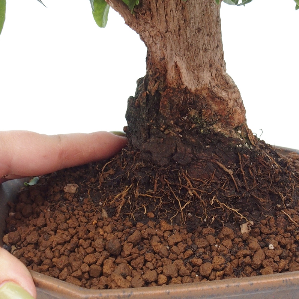 Pokojová bonsai - Bouganwilea