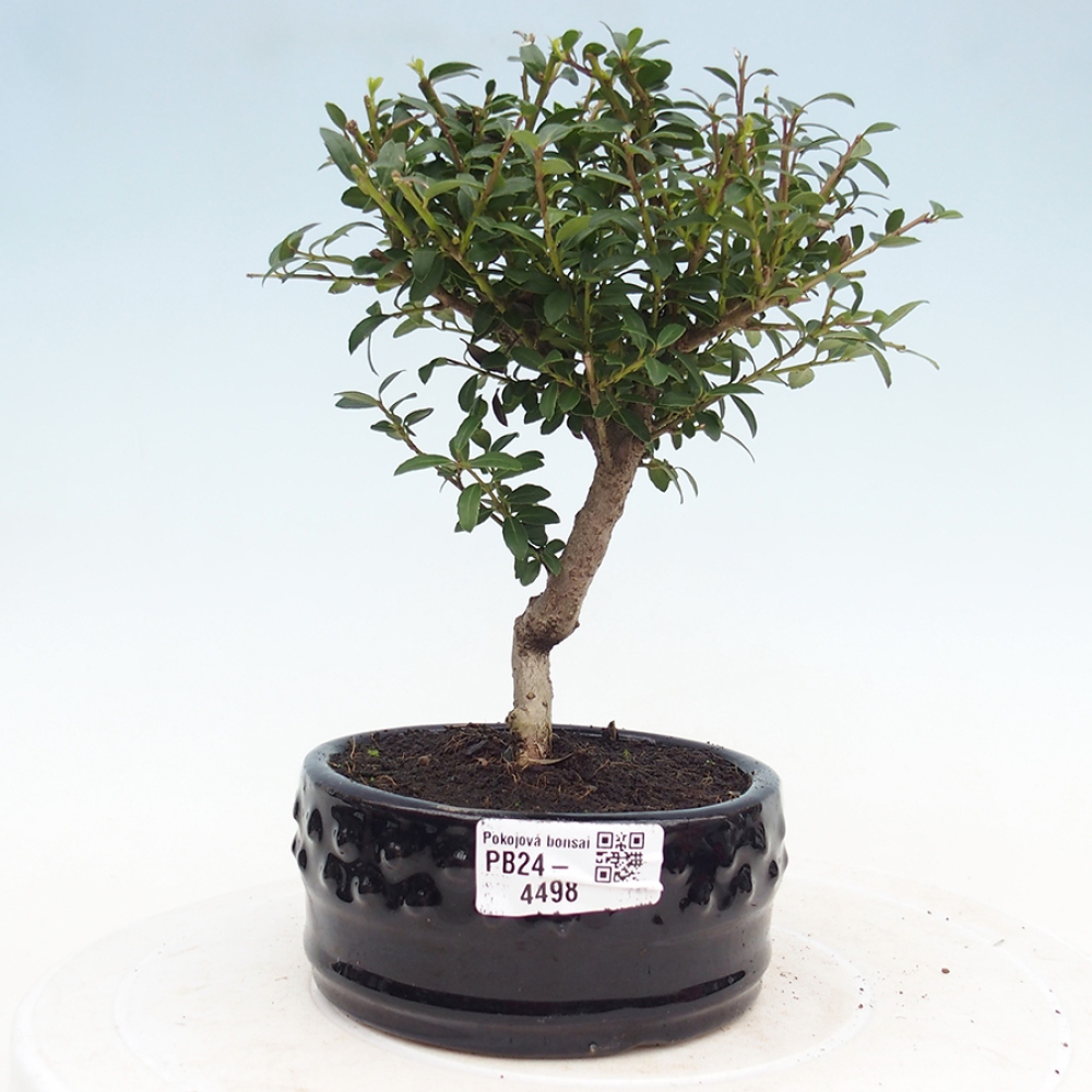 Pokojová bonsai - Ilex crenata - Cesmína